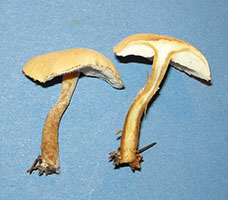cross-section shows lack of ring on stem